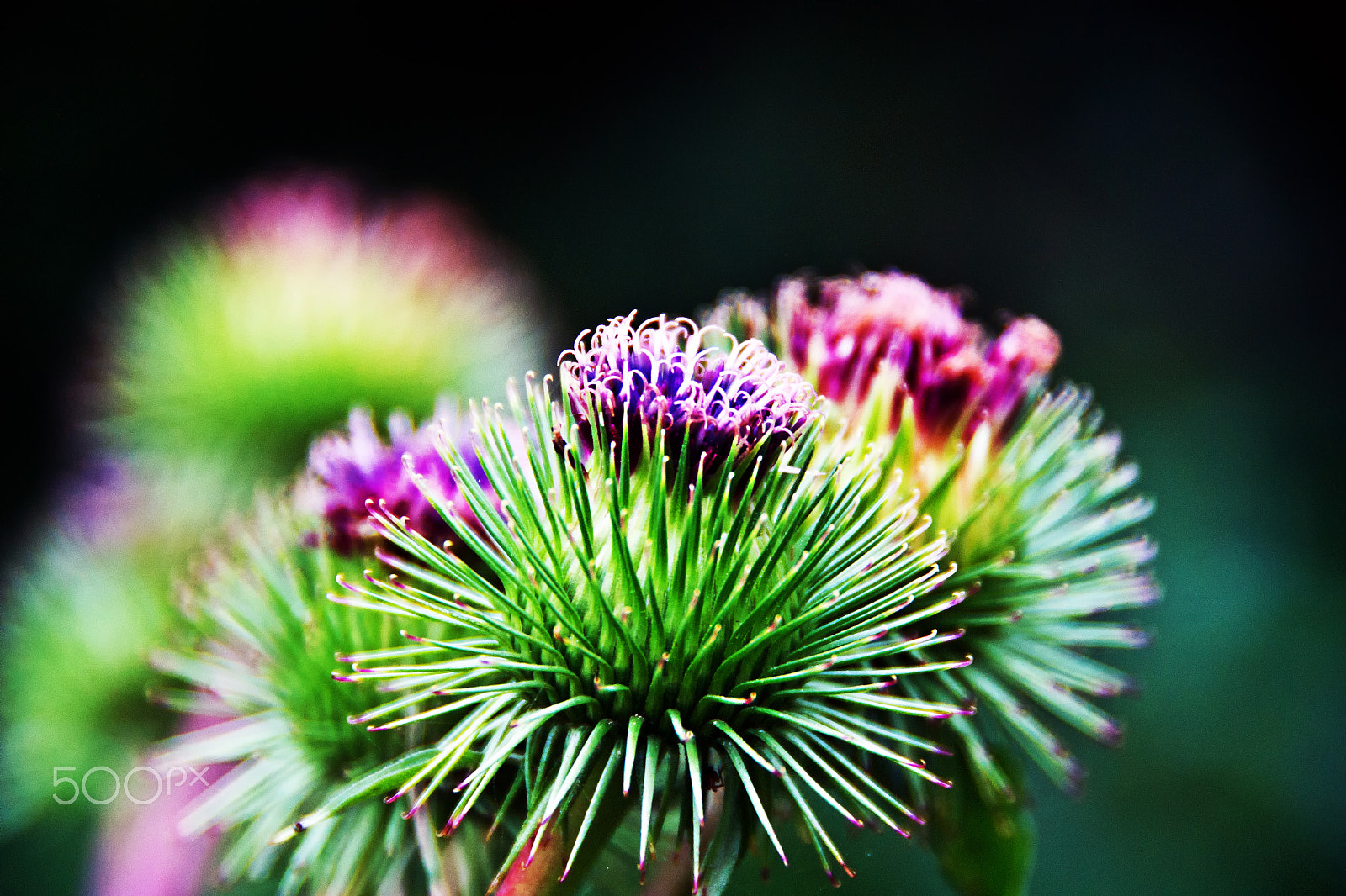 Sony DT 18-250mm F3.5-6.3 sample photo. Ab20 horticulture photography