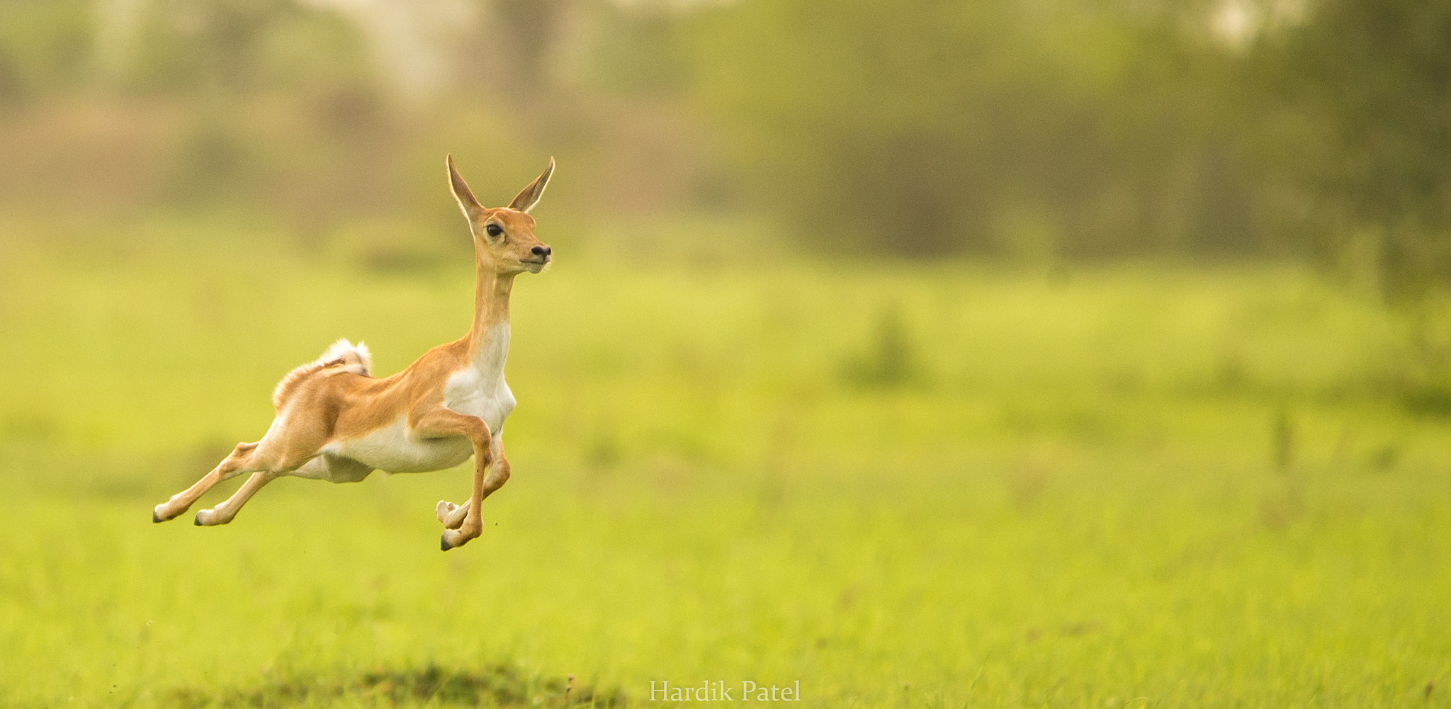 Nikon D4S sample photo. The speed.. photography