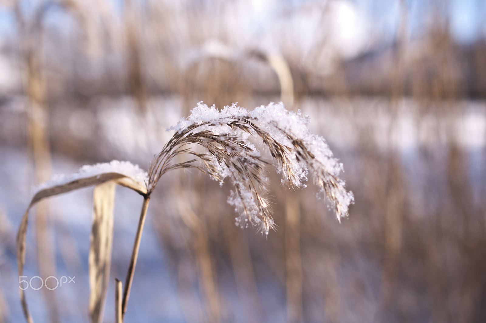 Nikon D90 + Nikon AF-S Nikkor 28mm F1.8G sample photo. Dusting of fresh snow photography