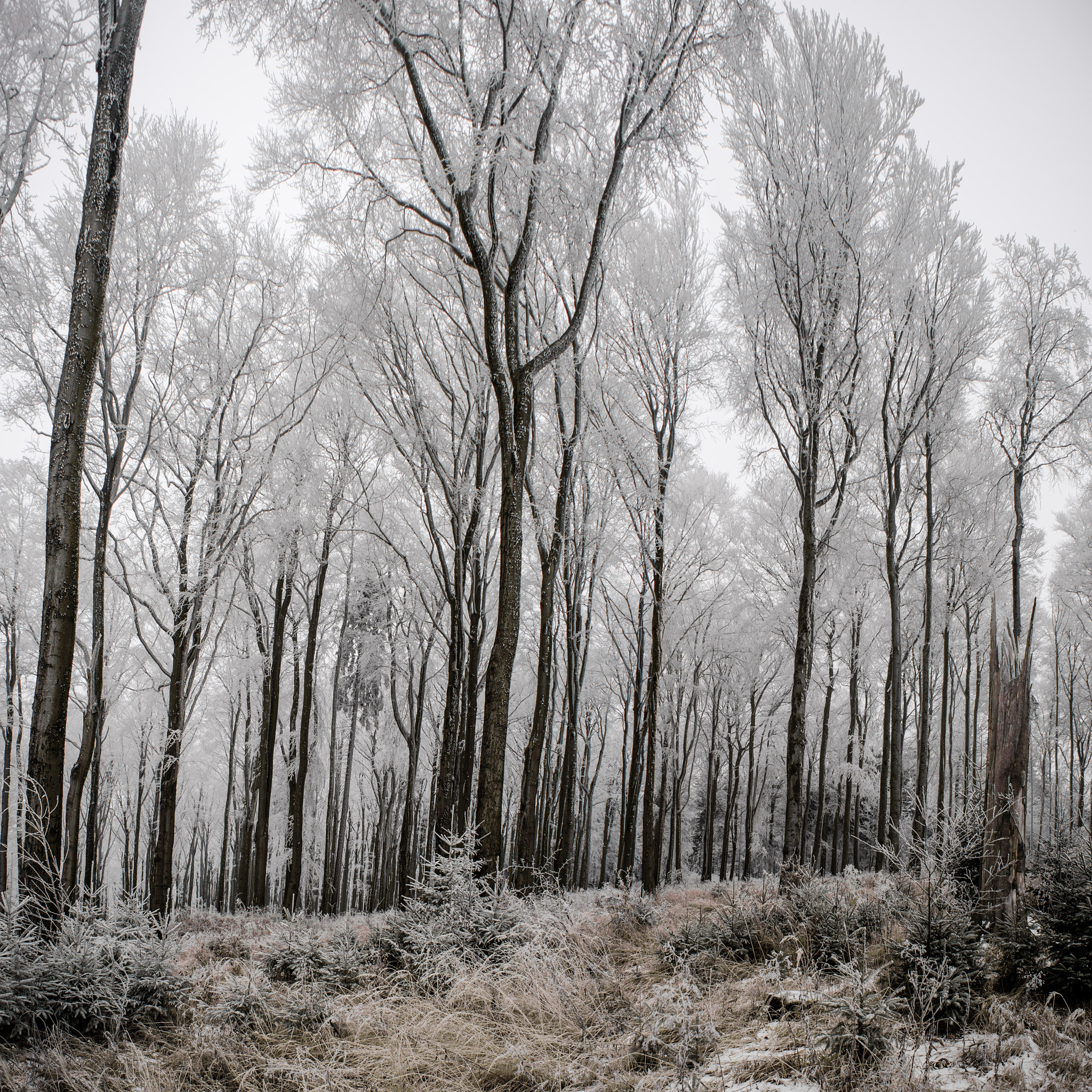 Nikon Df + AF Zoom-Nikkor 24-50mm f/3.3-4.5 sample photo. Frozen forest photography