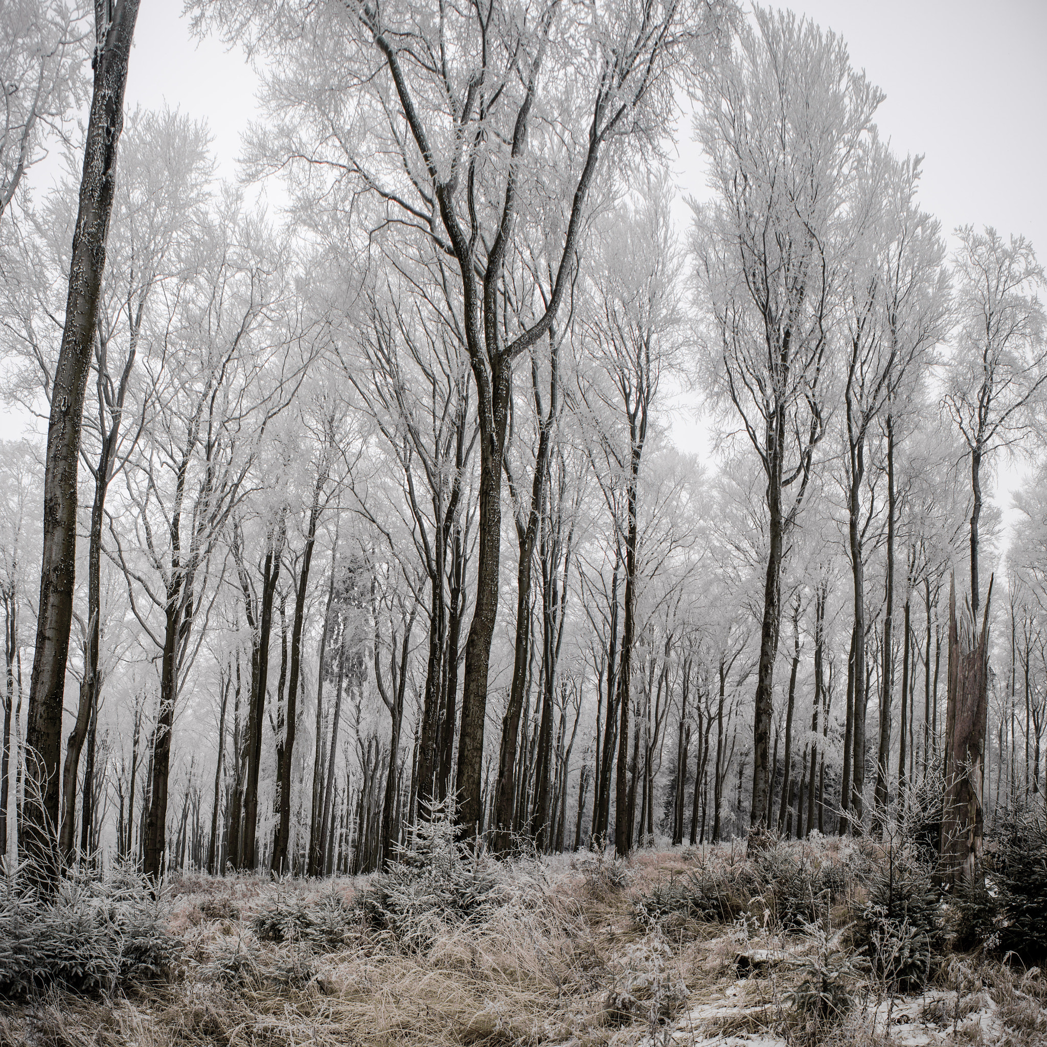 AF Zoom-Nikkor 24-50mm f/3.3-4.5 sample photo. Frozen forest photography