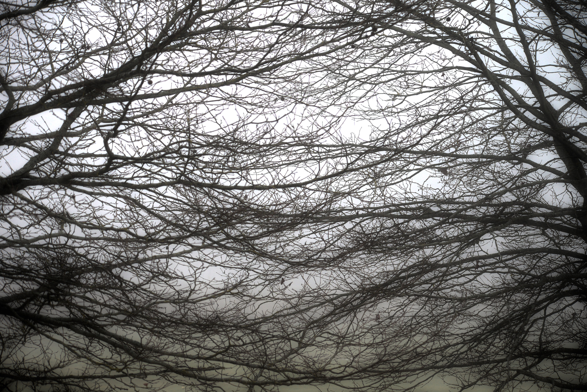 AF Nikkor 50mm f/1.8 N sample photo. Branches photography