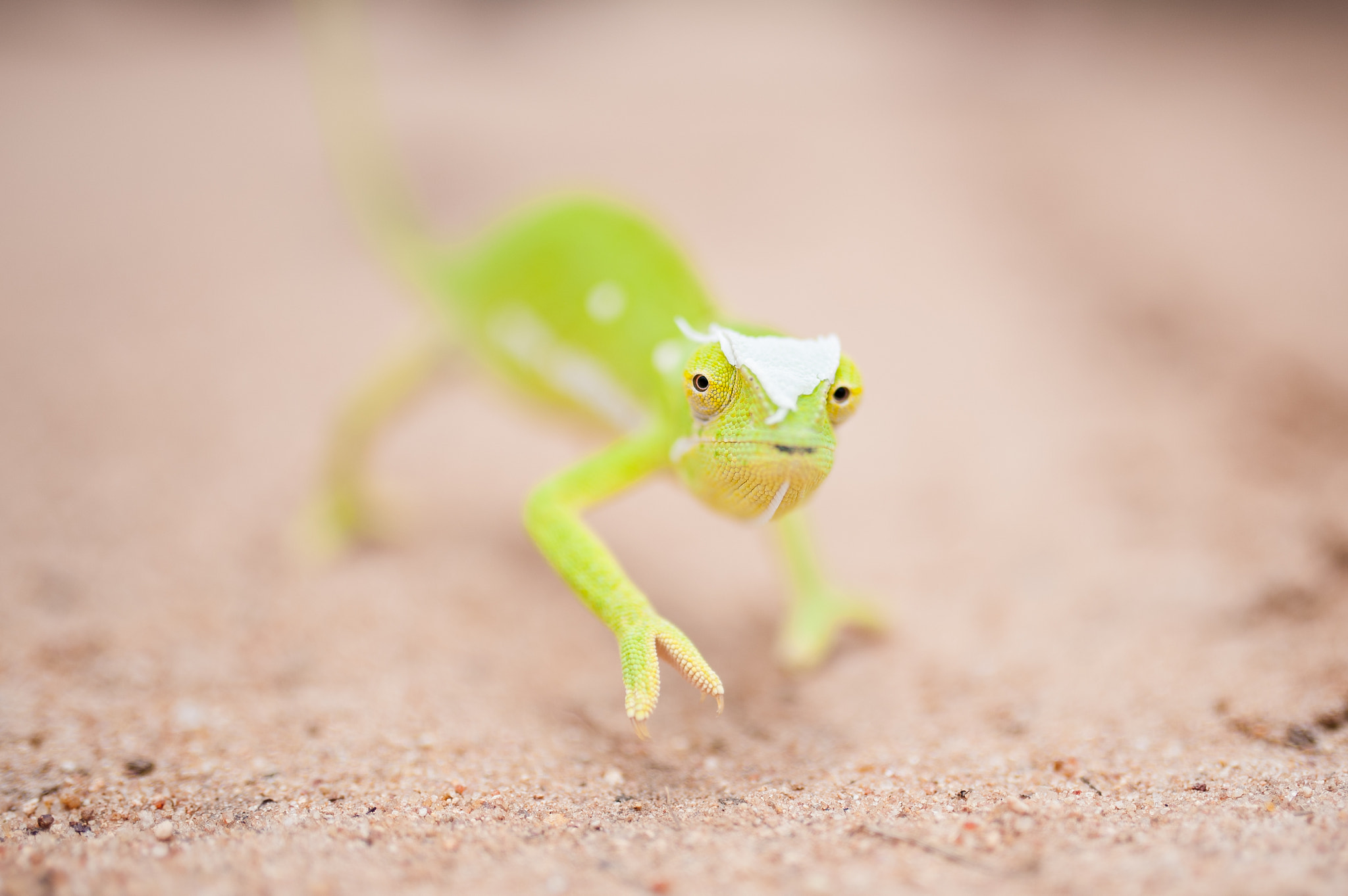 Nikon D3 + Sigma 35mm F1.4 DG HSM Art sample photo. Shallow chameleon photography