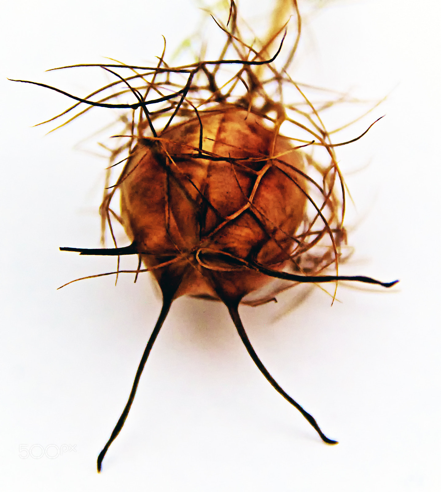 Sony DT 18-250mm F3.5-6.3 sample photo. Ab24 seed pod photography