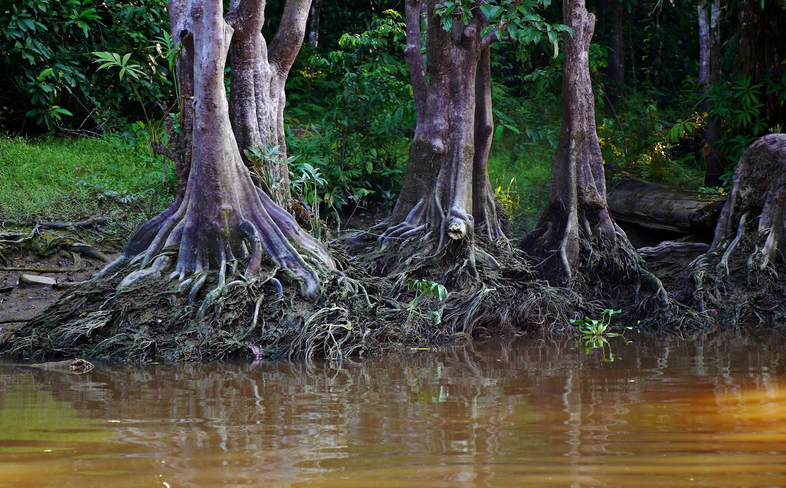 Panasonic Lumix DMC-GH2 sample photo. Beautiful tree roots… photography