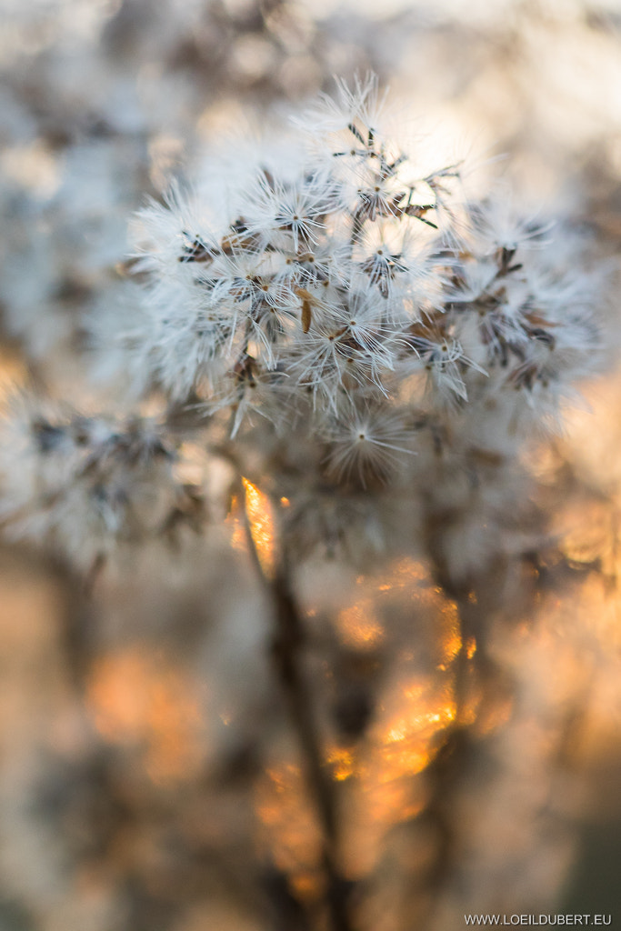 Canon EF 100mm F2.8 Macro USM sample photo. Feu de l'aurore photography