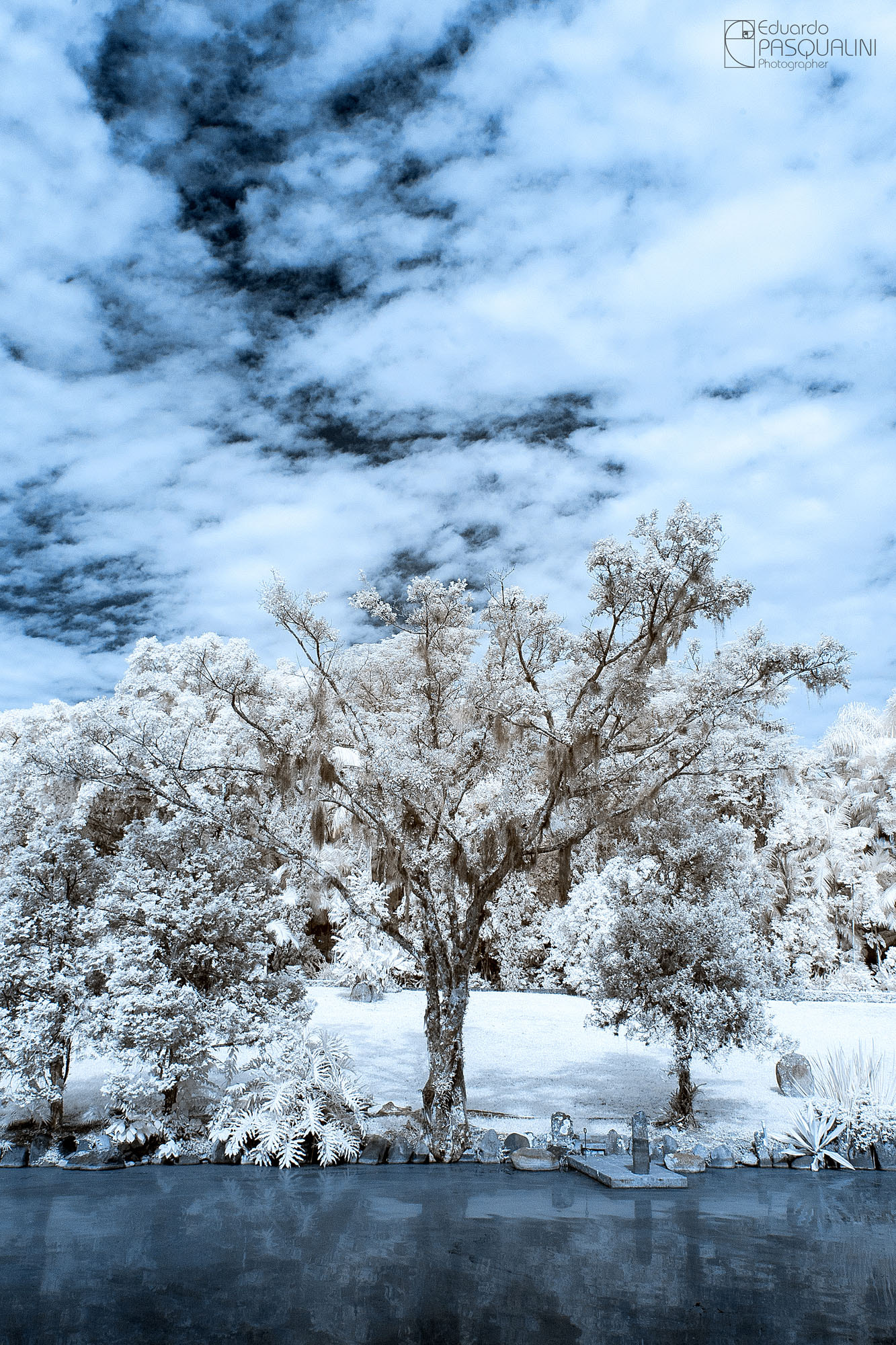 Canon EOS 30D + Sigma 10-20mm F3.5 EX DC HSM sample photo. Infrared tree photography