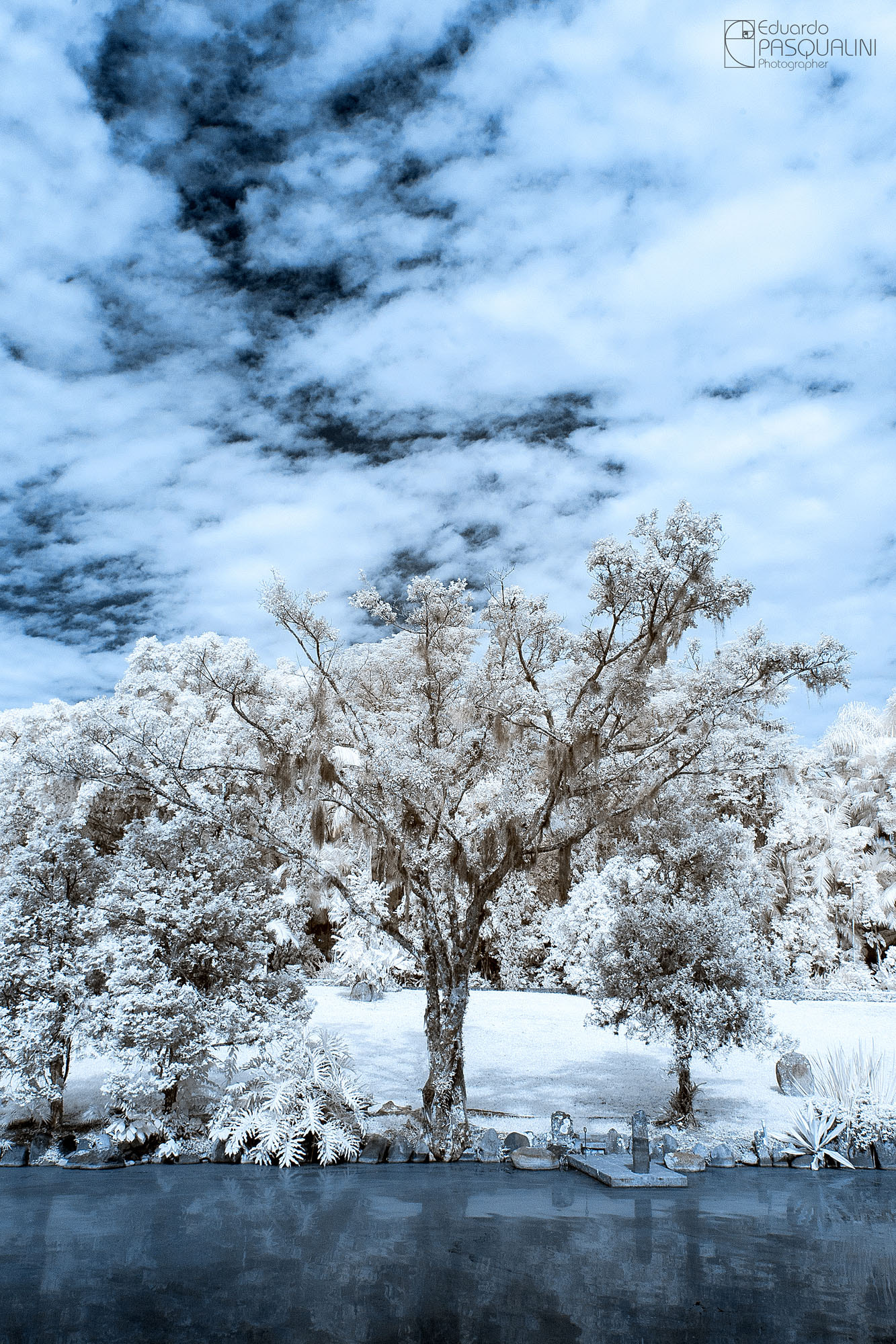 Canon EOS 30D sample photo. Infrared tree photography