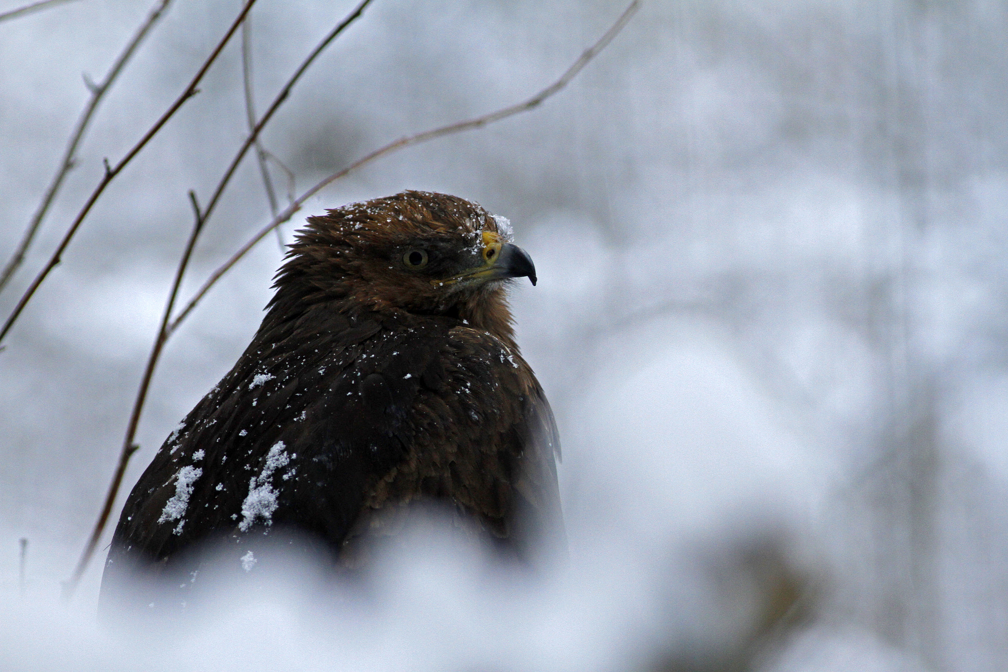 Canon EF 300mm f/4L sample photo. Close-up red kite photography