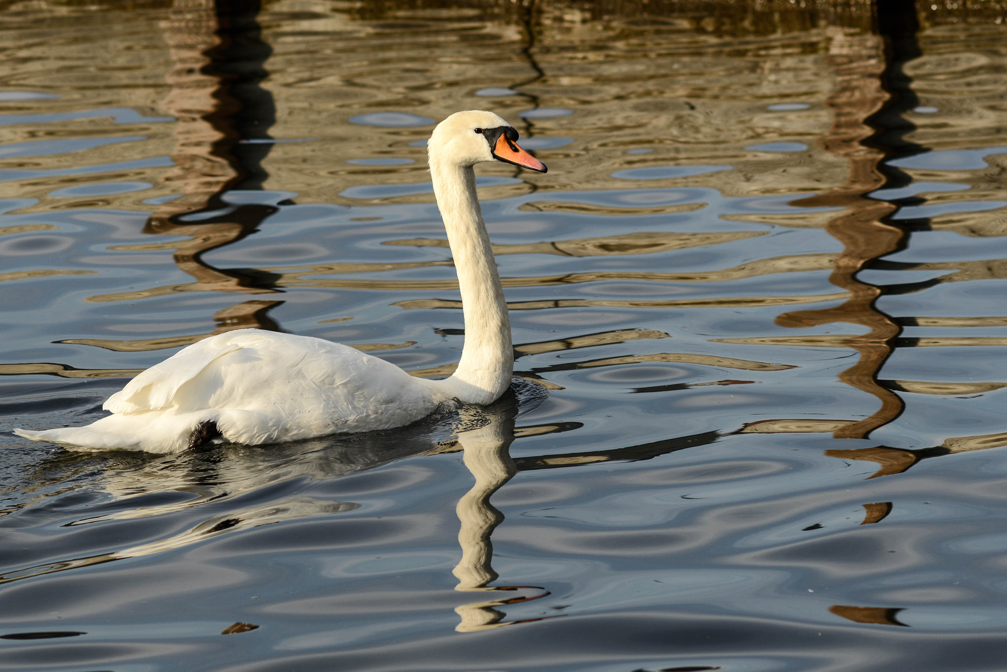 Nikon D800E + AF DC-Nikkor 135mm f/2D sample photo. Silent swan in the middle of the city photography