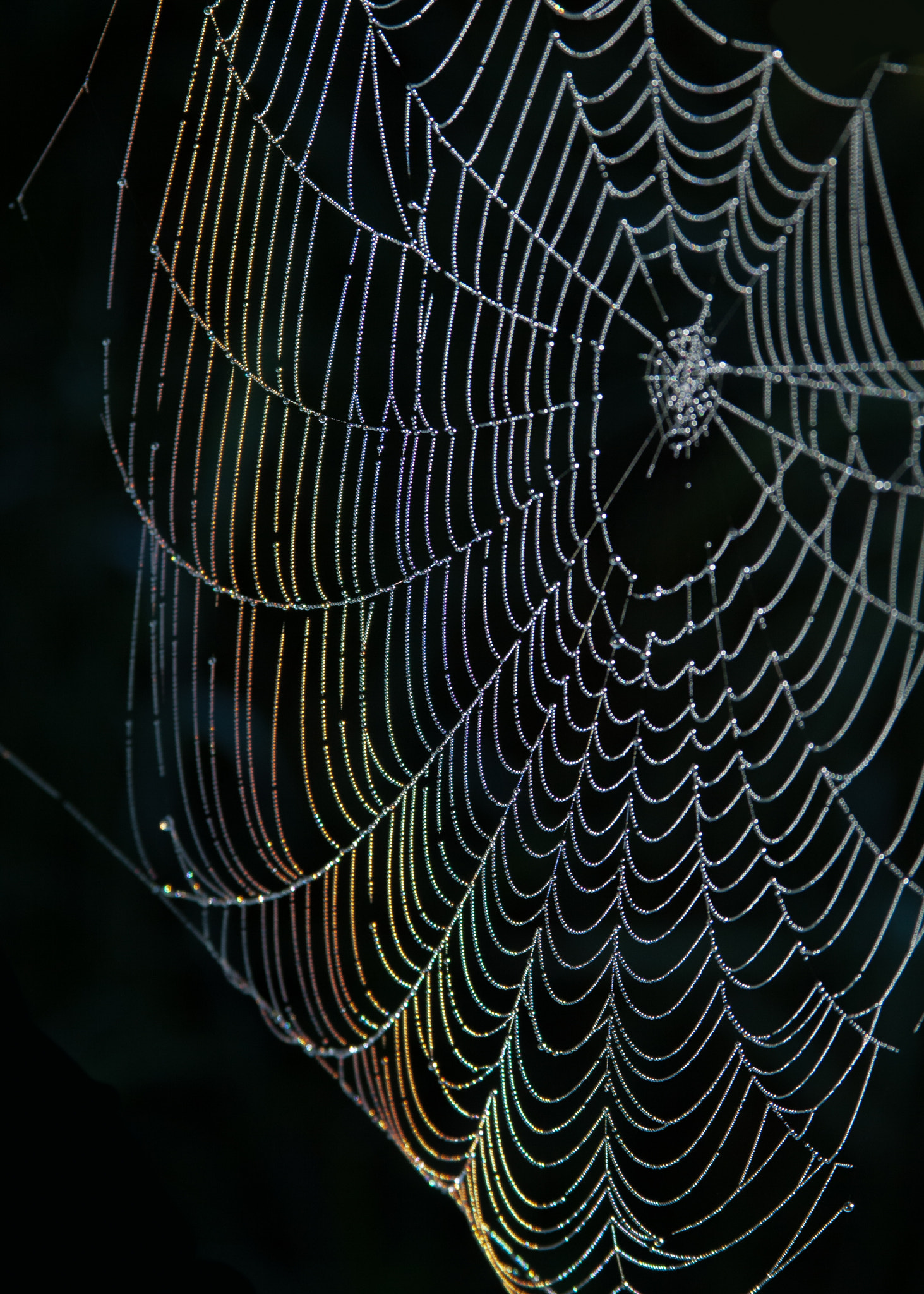 Canon EF 28-135mm F3.5-5.6 IS USM sample photo. The beauty of nature photography