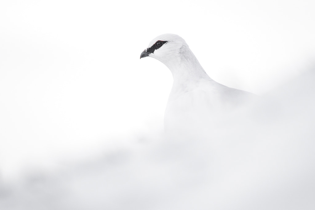 Sigma 150-500mm F5-6.3 DG OS HSM sample photo. Lagopus muta photography