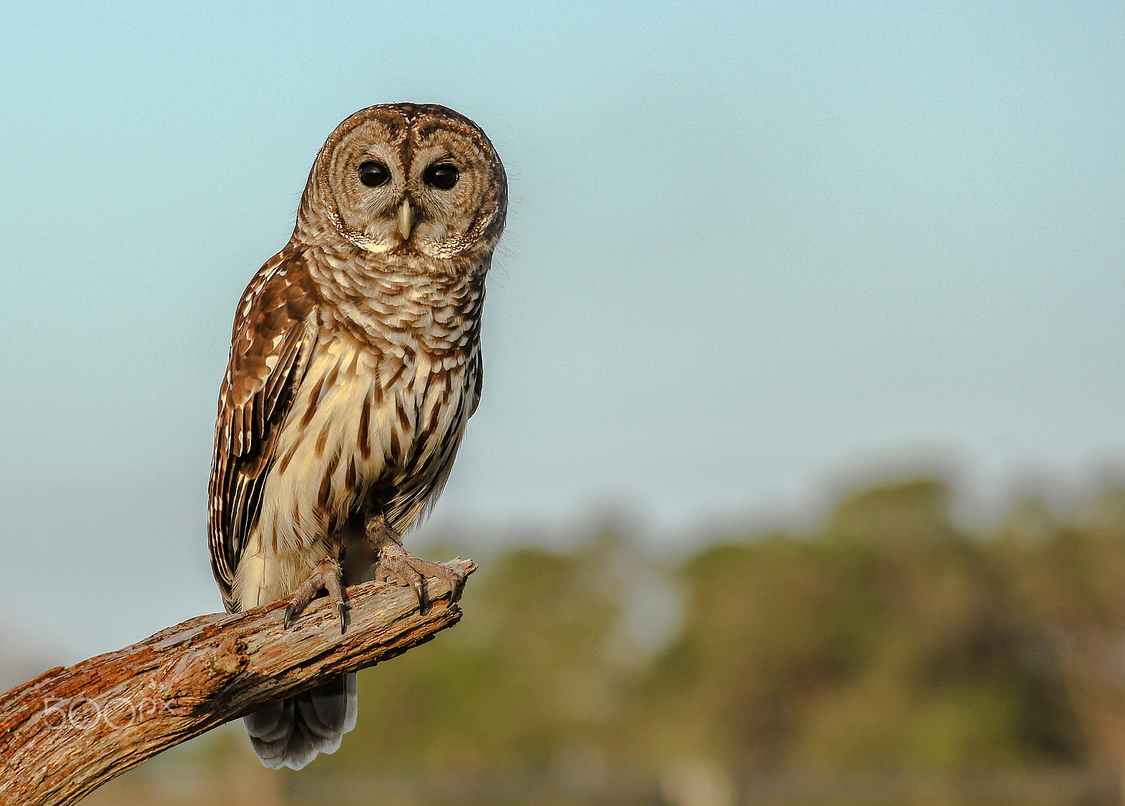 Canon EOS 550D (EOS Rebel T2i / EOS Kiss X4) + Canon EF 70-200mm F4L USM sample photo. Barred owl photography