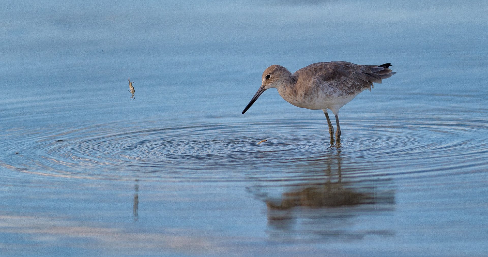 Nikon AF-S Nikkor 300mm F2.8G ED-IF VR sample photo. Willet and crab: eye to eye photography