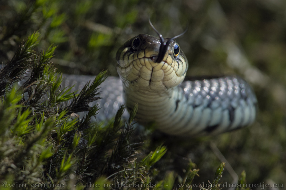 Nikon D700 + Nikon AF-S Nikkor 300mm F4D ED-IF sample photo. Grass snake photography