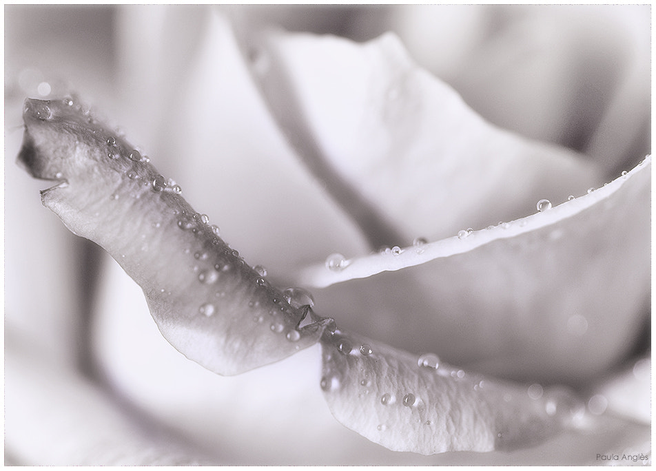 Sony a99 II + 90mm F2.8 Macro SSM sample photo. Rose photography