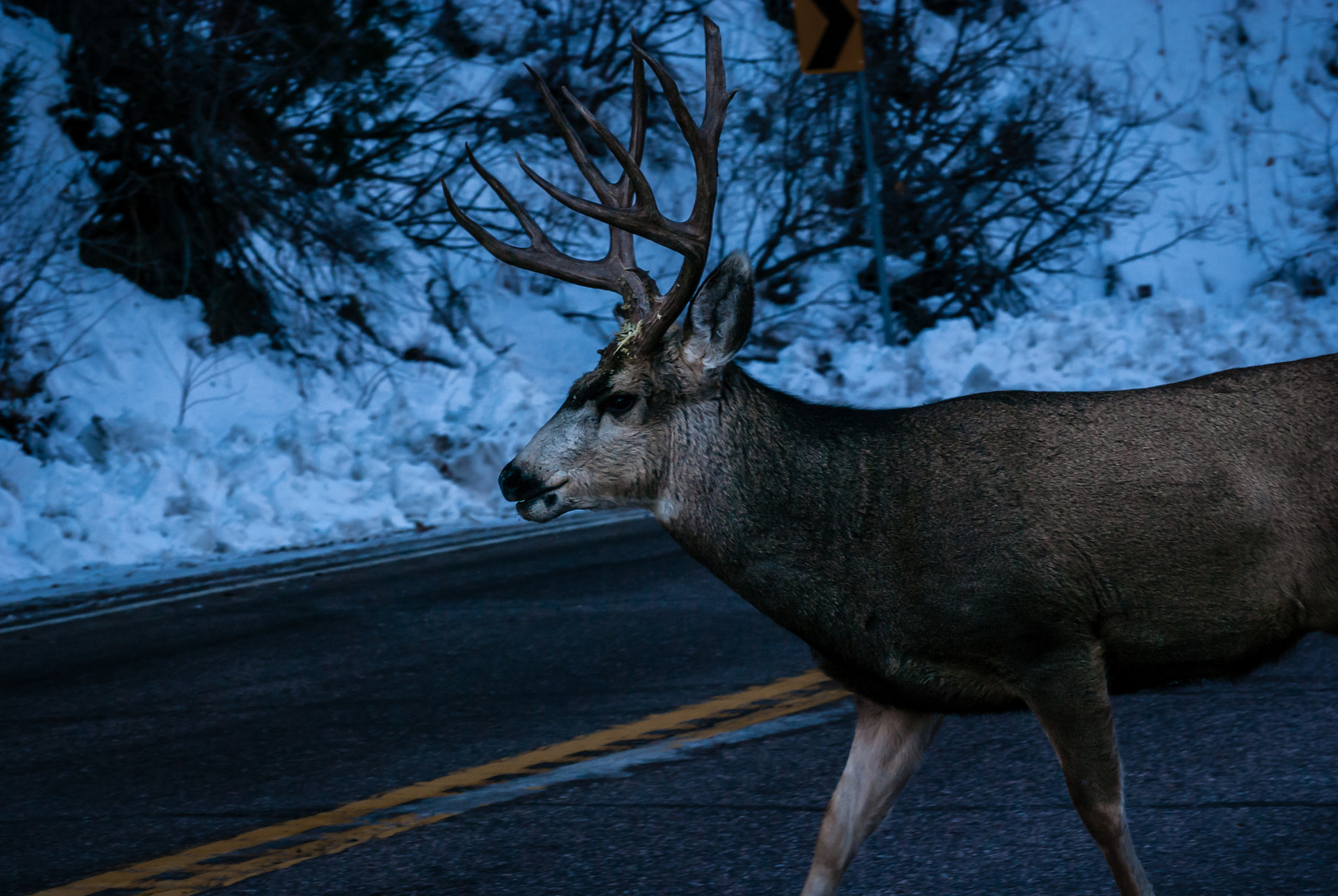 Sony DT 55-300mm F4.5-5.6 SAM sample photo. Buck crossing photography