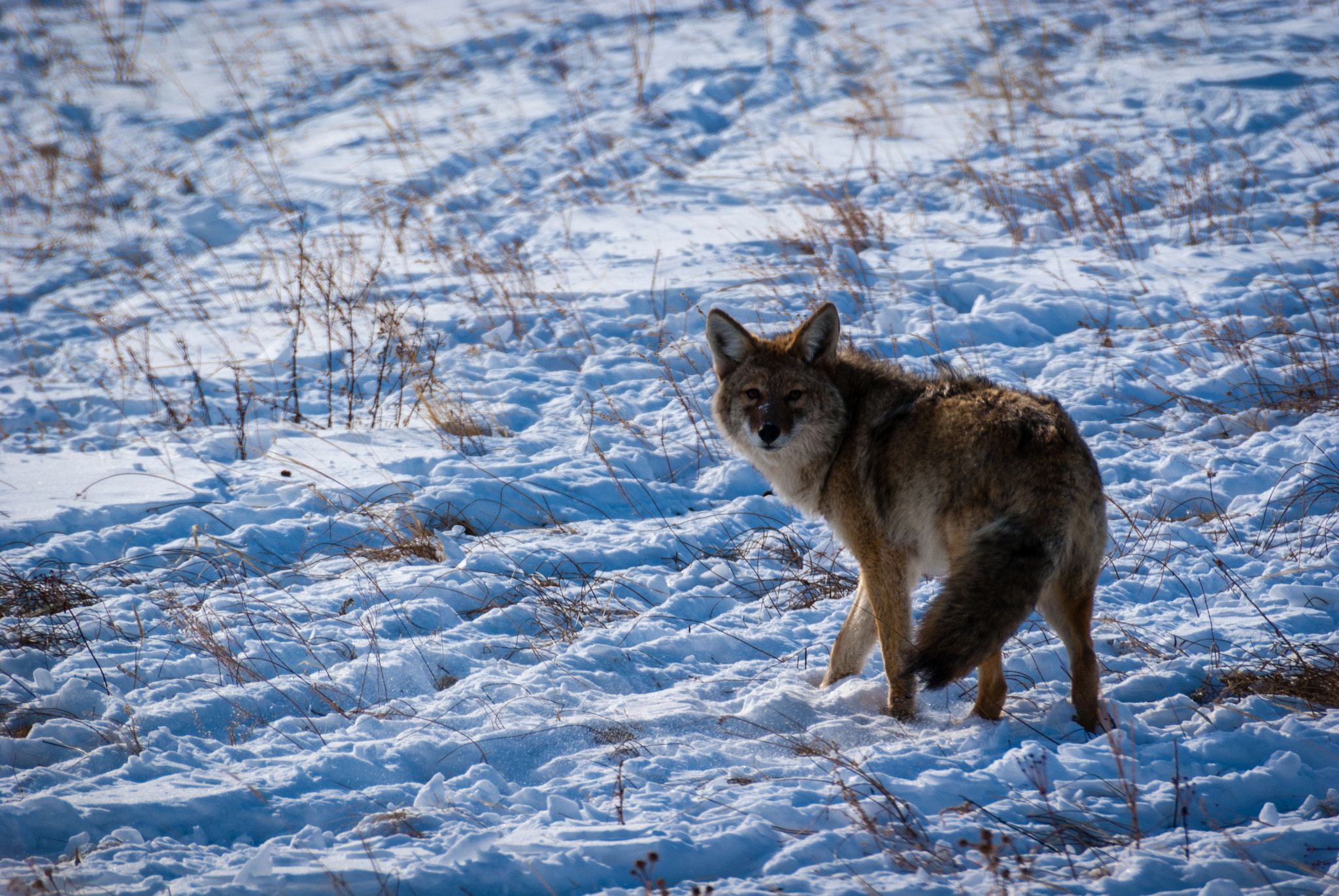 Sony Alpha DSLR-A230 + Sony DT 55-300mm F4.5-5.6 SAM sample photo. Coyote in the snow photography