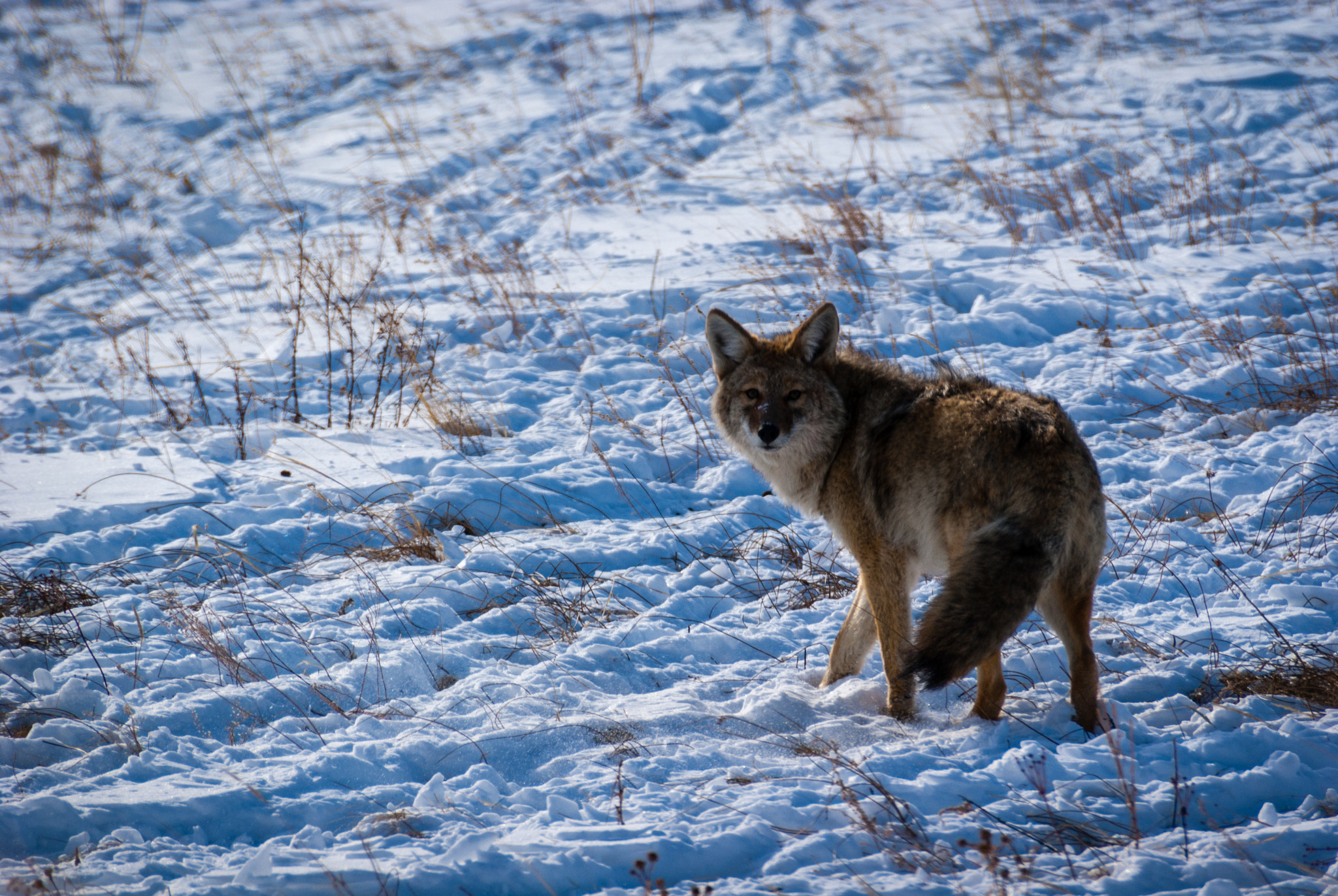 Sony DT 55-300mm F4.5-5.6 SAM sample photo. Coyote in the snow photography