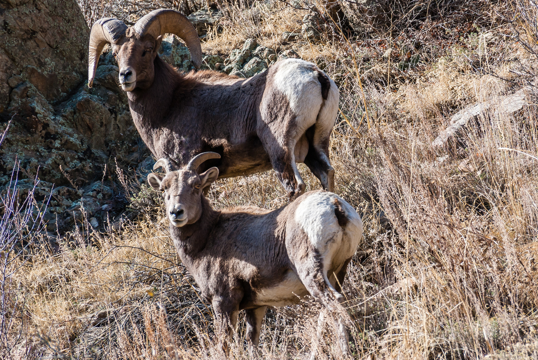 Sony DT 55-300mm F4.5-5.6 SAM sample photo. Pair of bighorn photography