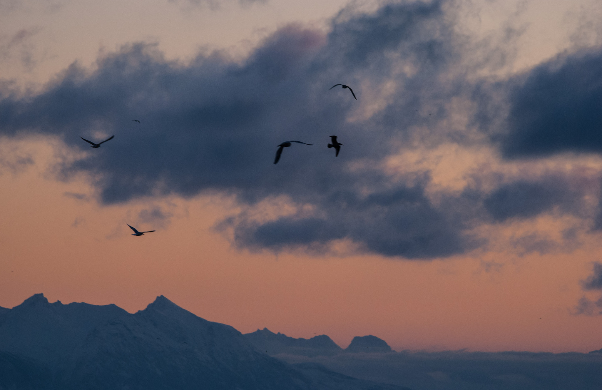 Sigma 150-500mm F5-6.3 DG OS HSM sample photo. Andenes/norway photography