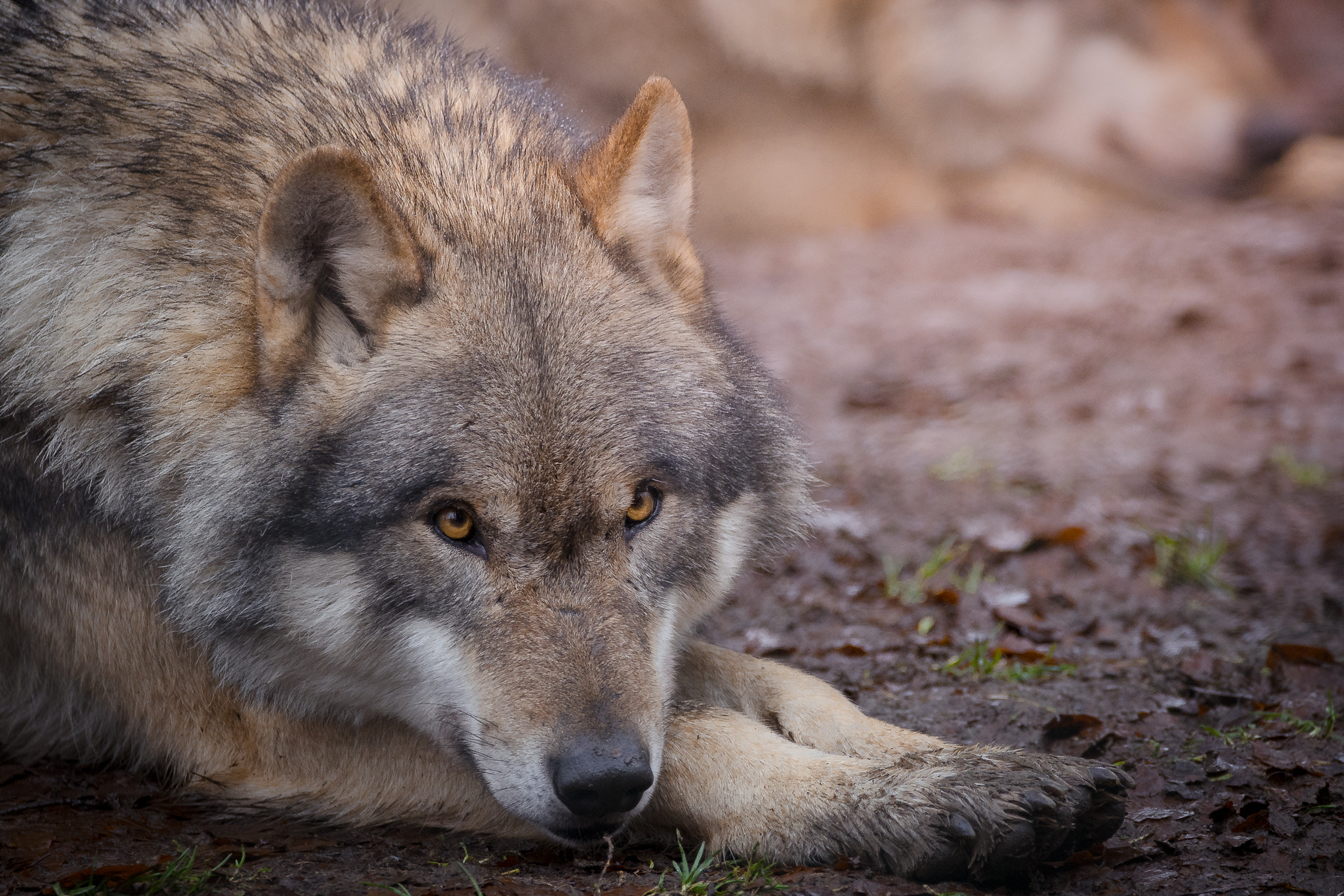 Sigma 150-600mm F5-6.3 DG OS HSM | C sample photo. Eyes like amber ... photography
