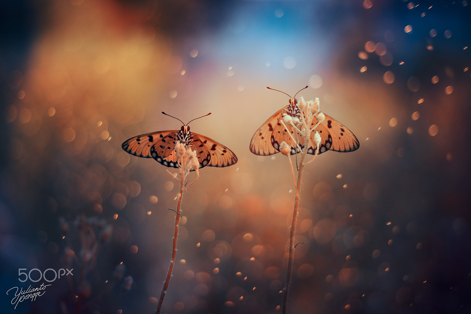 Canon EF 100mm F2.8 Macro USM sample photo. Berdua photography