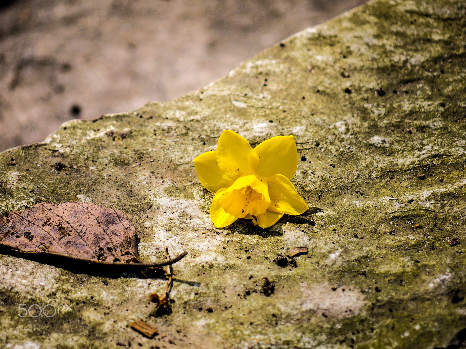 Panasonic Lumix DMC-G2 sample photo. Discarded daffodil photography