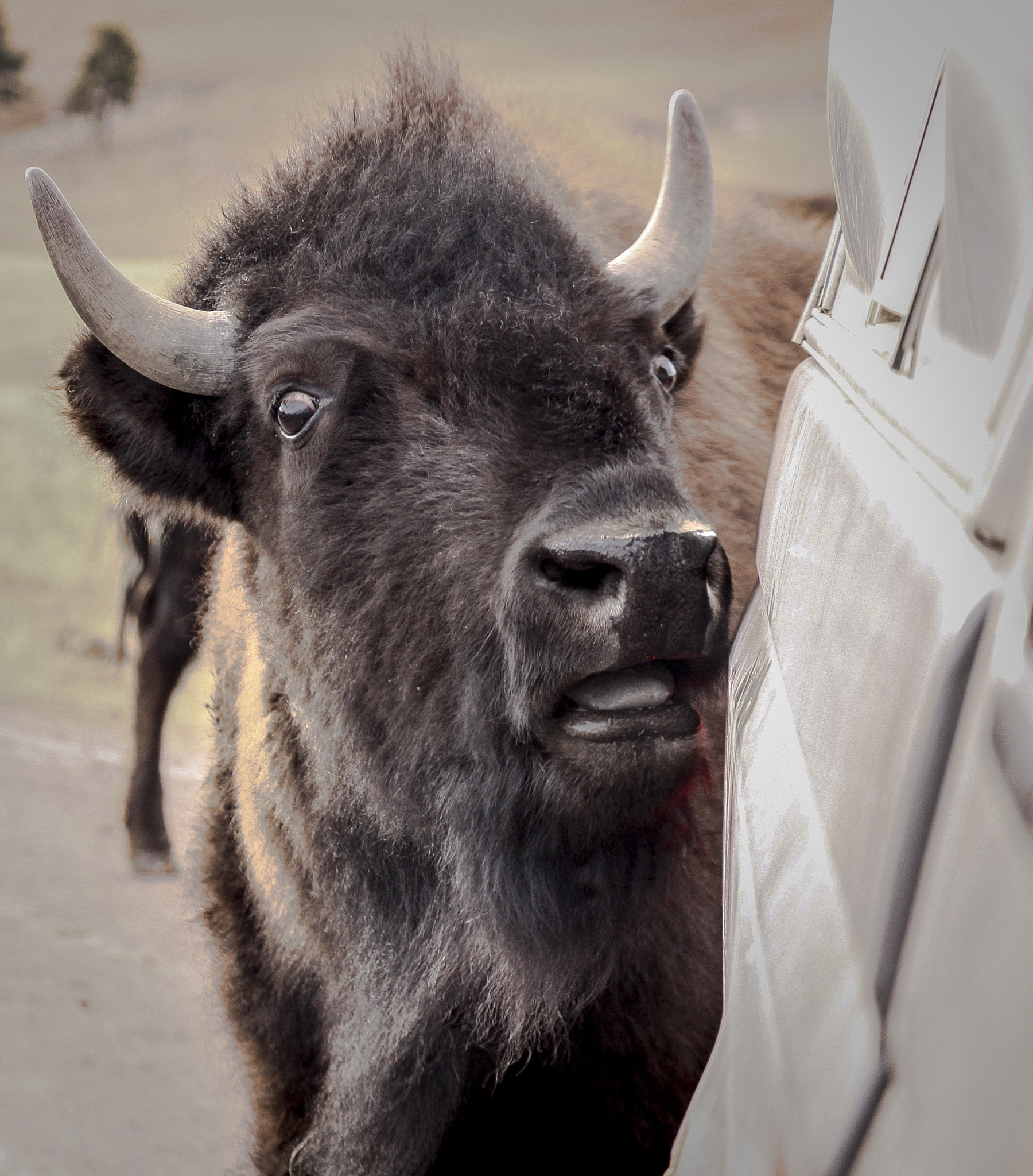 Canon EF-S 18-135mm F3.5-5.6 IS STM sample photo. Buffalo surprise photography