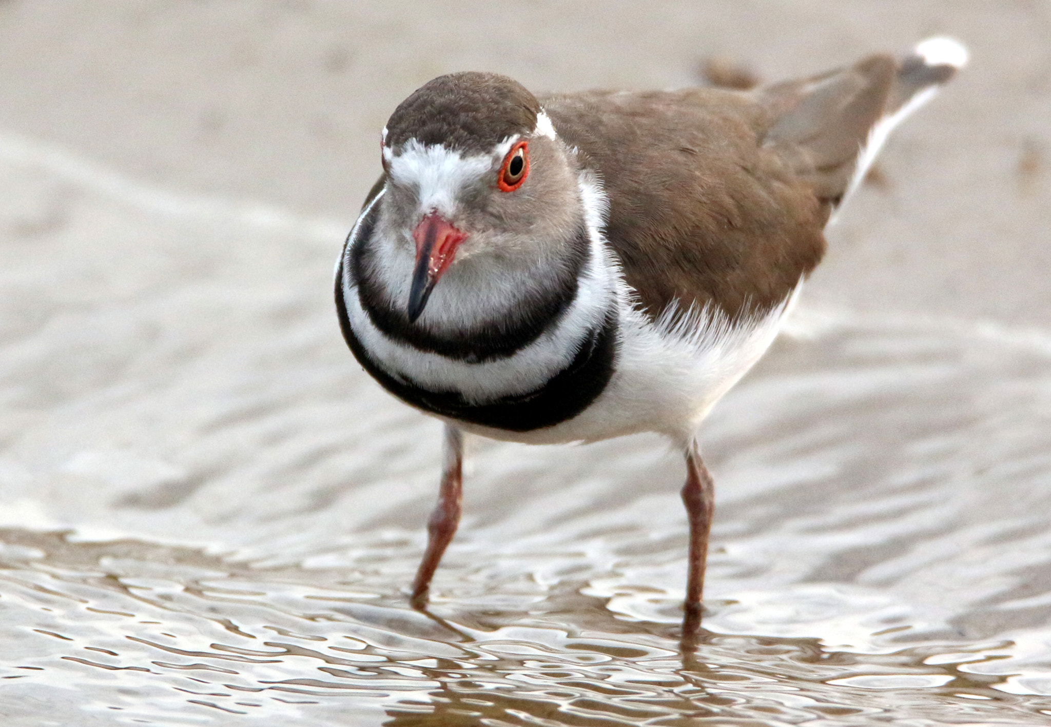 Tamron SP 150-600mm F5-6.3 Di VC USD sample photo. Three banded sand plover photography