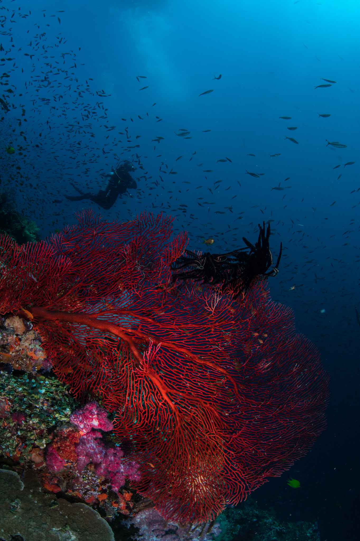 Nikon D700 + Sigma 15mm F2.8 EX DG Diagonal Fisheye sample photo. Fijian red coral photography