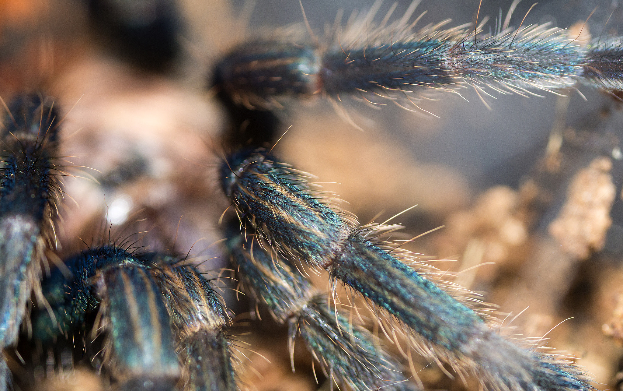 Canon MP-E 65mm F2.5 1-5x Macro Photo sample photo. Leggy photography