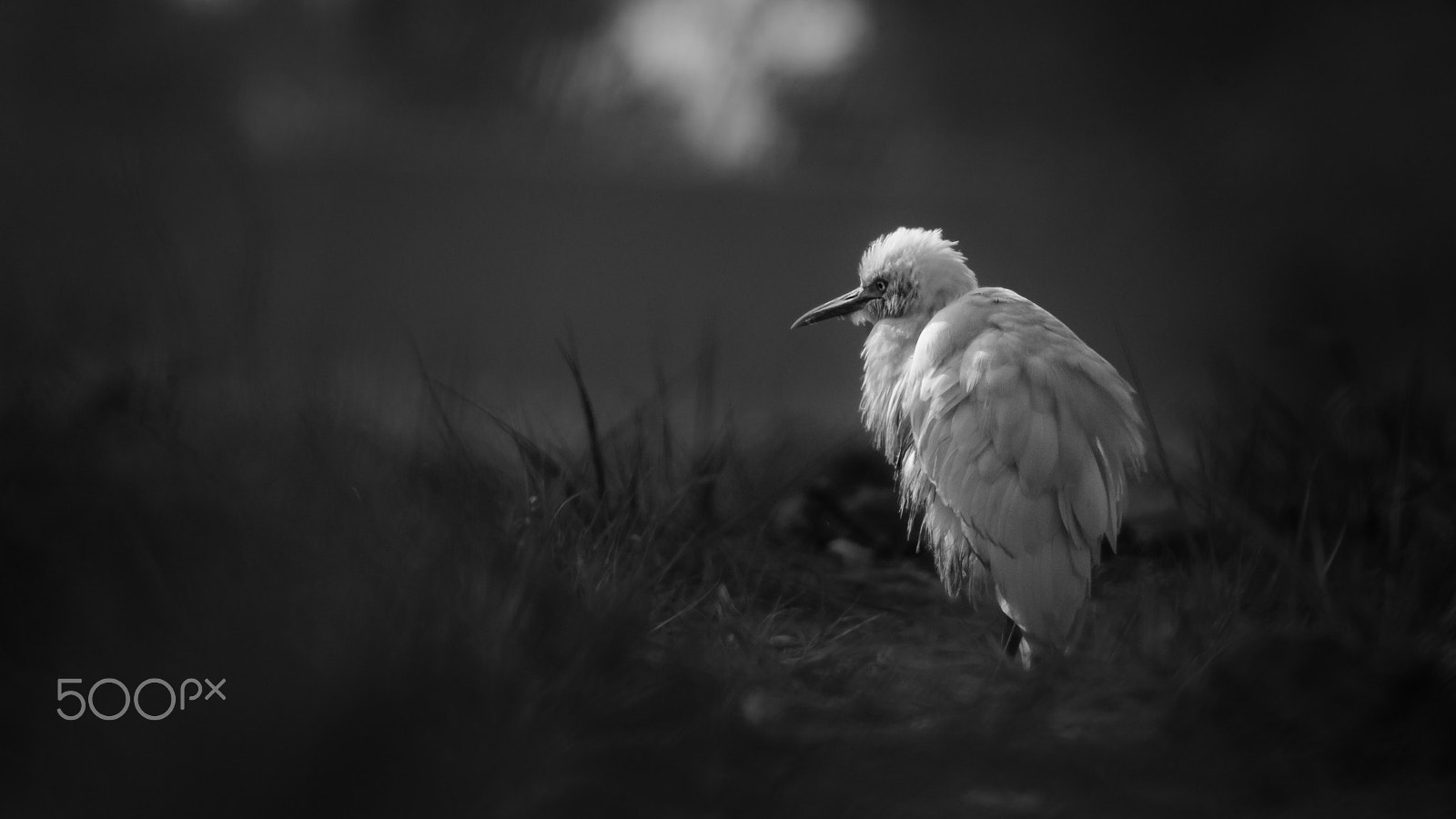 Canon EOS-1D Mark IV + Canon EF 400mm F5.6L USM sample photo. Alone photography