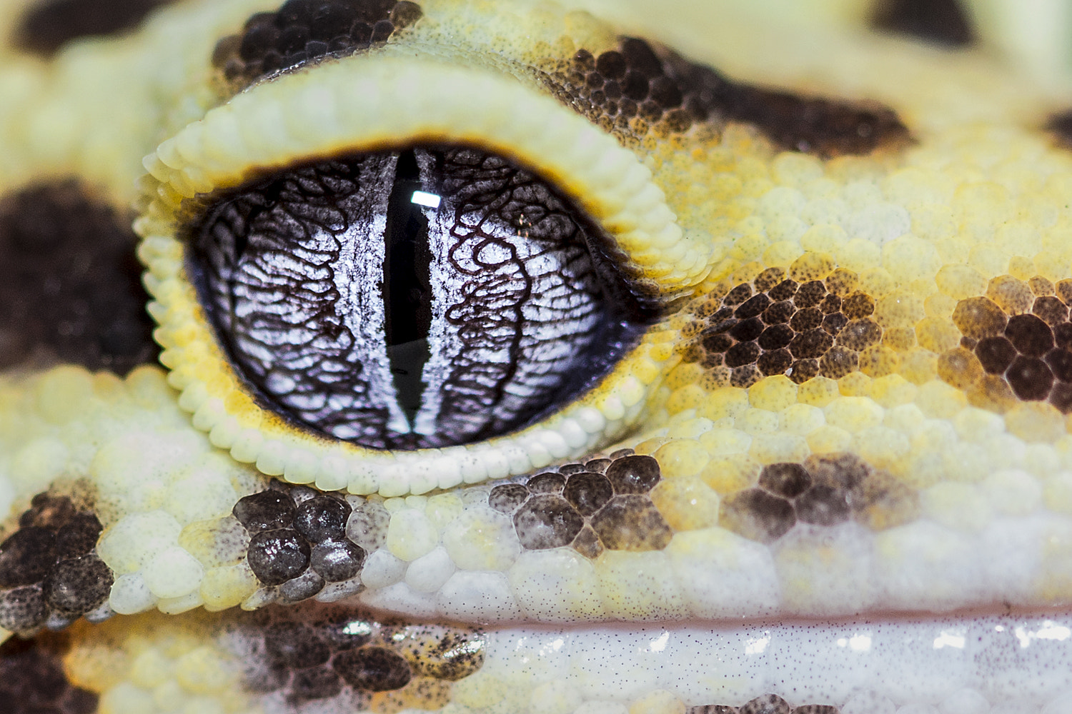 Canon EOS 60D + Canon EF 100mm F2.8 Macro USM sample photo. Leopard gecko eye photography