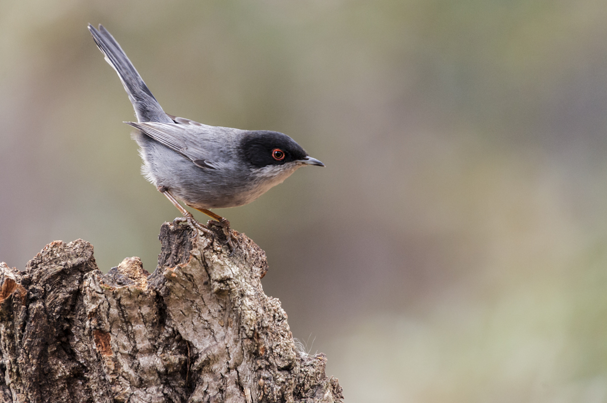 Sigma 50-500mm F4.5-6.3 DG OS HSM sample photo. Pajarillo photography