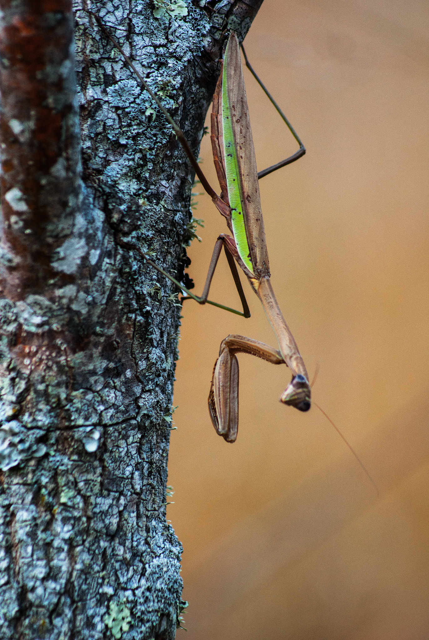 Sony 75-300mm F4.5-5.6 sample photo. Praying mantis photography