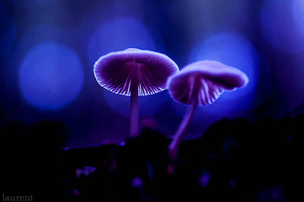 Sony Alpha DSLR-A700 + Minolta AF 100mm F2.8 Macro [New] sample photo. Love....in the blue night photography