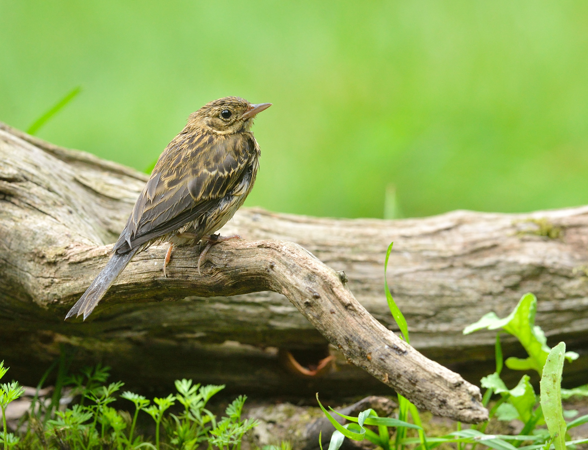 Nikon D600 + Nikon AF-S Nikkor 400mm F2.8D ED-IF II sample photo. Boompieper photography