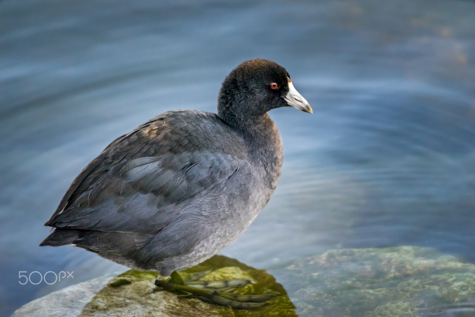 Sony a7 + Tamron SP 150-600mm F5-6.3 Di VC USD sample photo. American coot photography