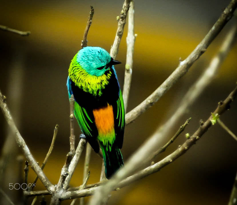 Canon EF 100-400mm F4.5-5.6L IS USM sample photo. My colors photography