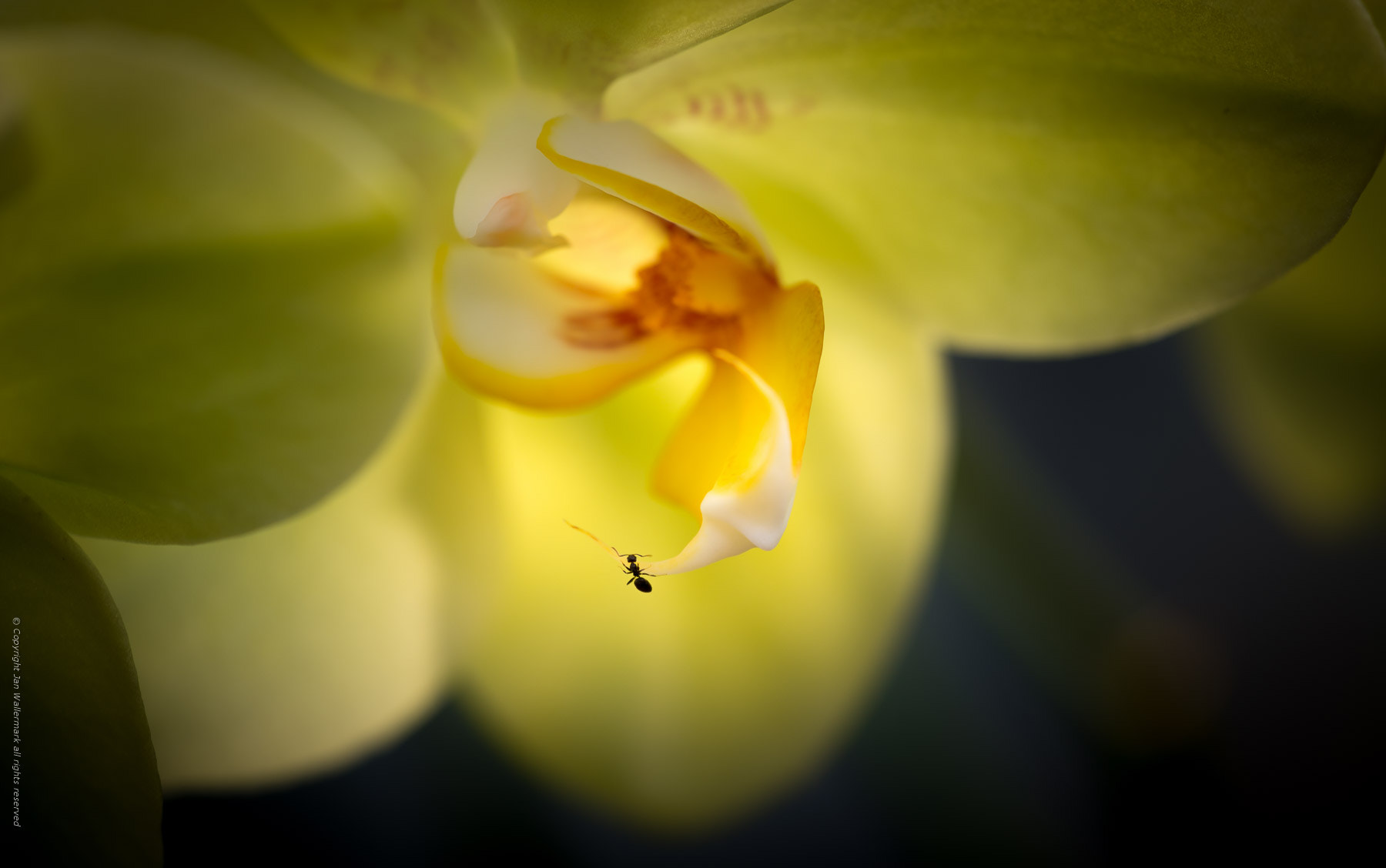 Sigma APO Macro 180mm F3.5 EX DG HSM sample photo. Lost photography