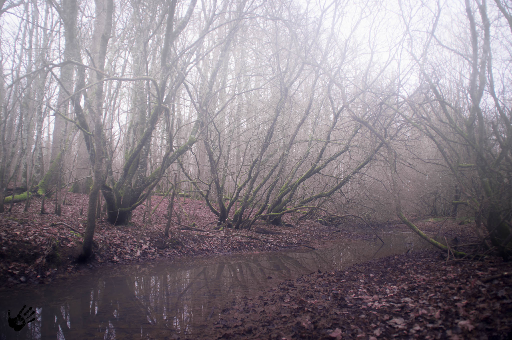 Tamron AF 18-200mm F3.5-6.3 XR Di II LD Aspherical (IF) Macro sample photo. Misty forest photography