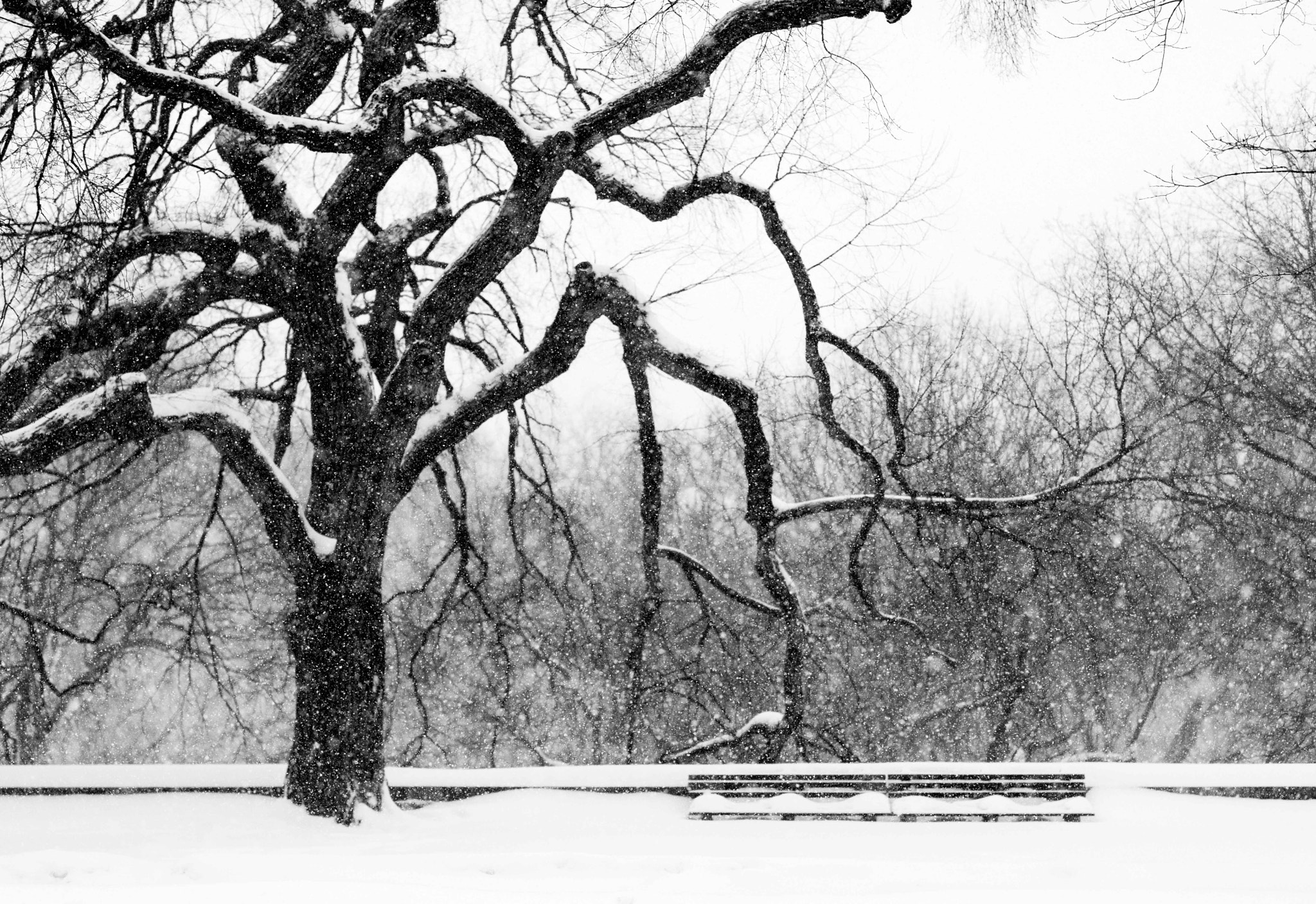 ZEISS Otus 55mm F1.4 sample photo. The blizzard of 2016 photography