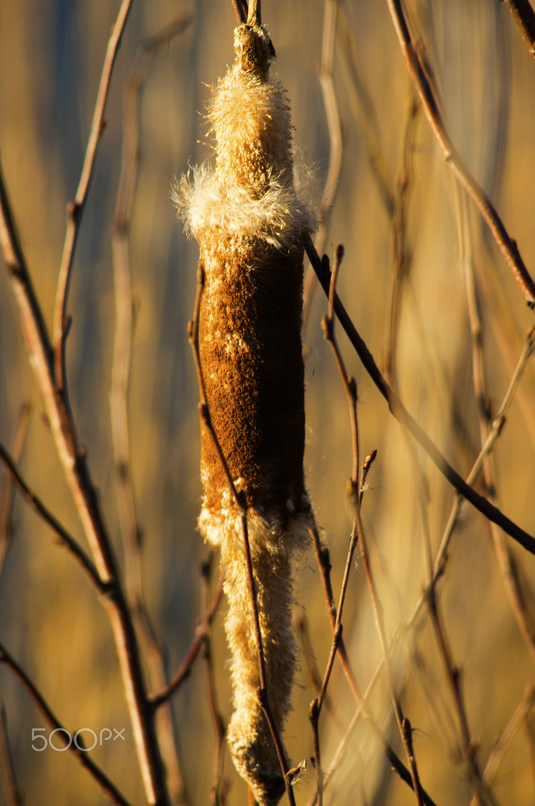 Minolta AF 100-200mm F4.5 sample photo. Cattail between birches photography