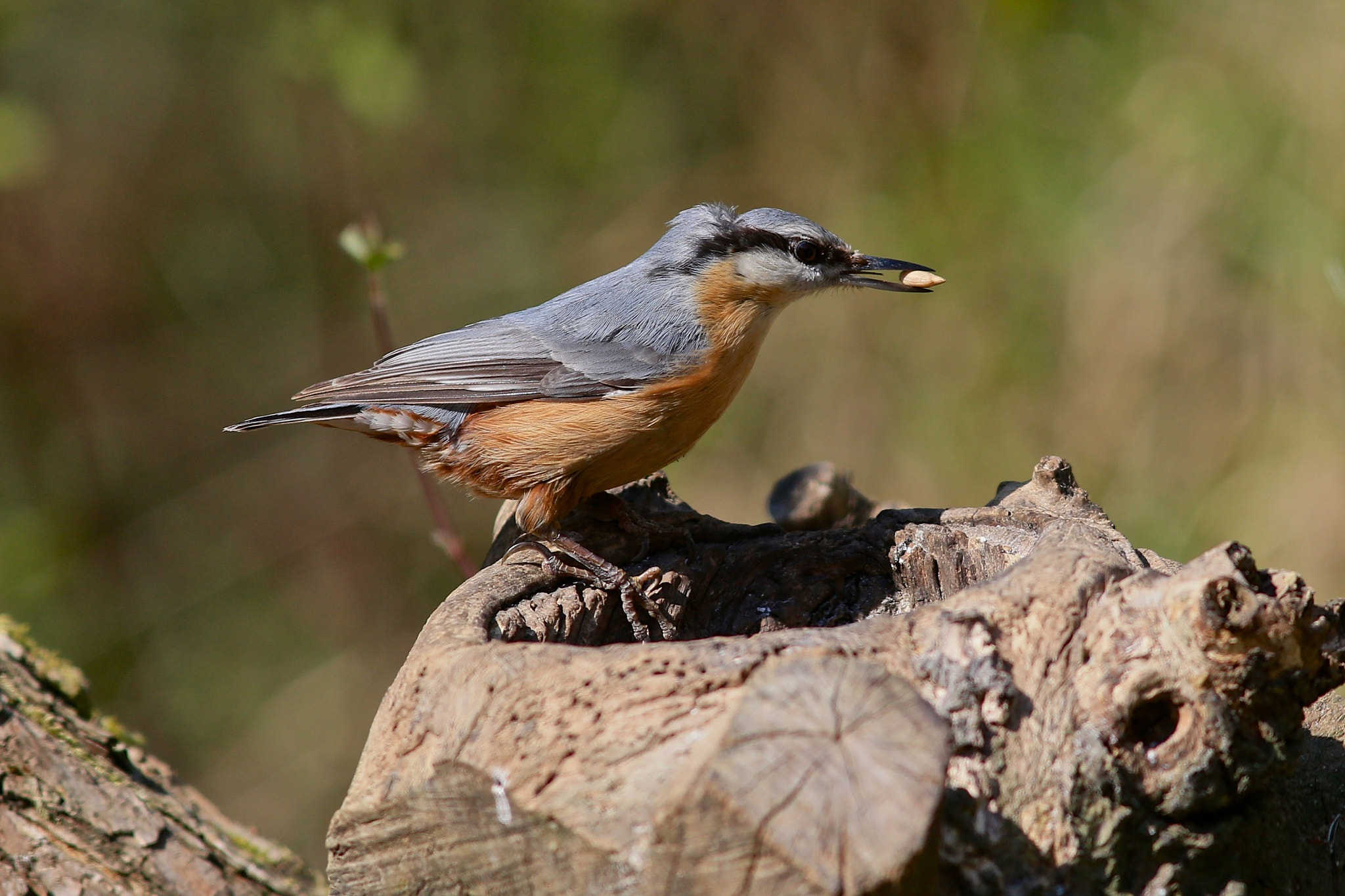 Canon EOS-1D X + Canon EF 300mm F4L IS USM sample photo. Picchio muratore photography