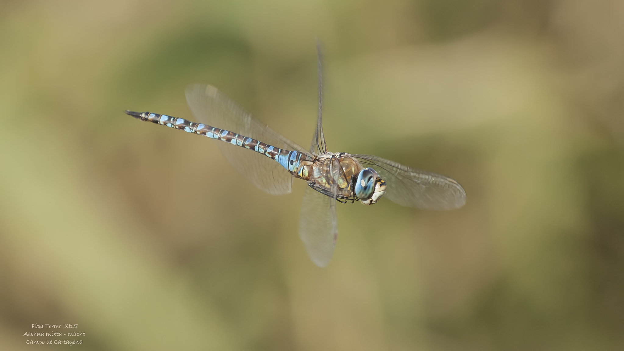 Canon EOS-1D Mark II sample photo. Aeshna mixta photography