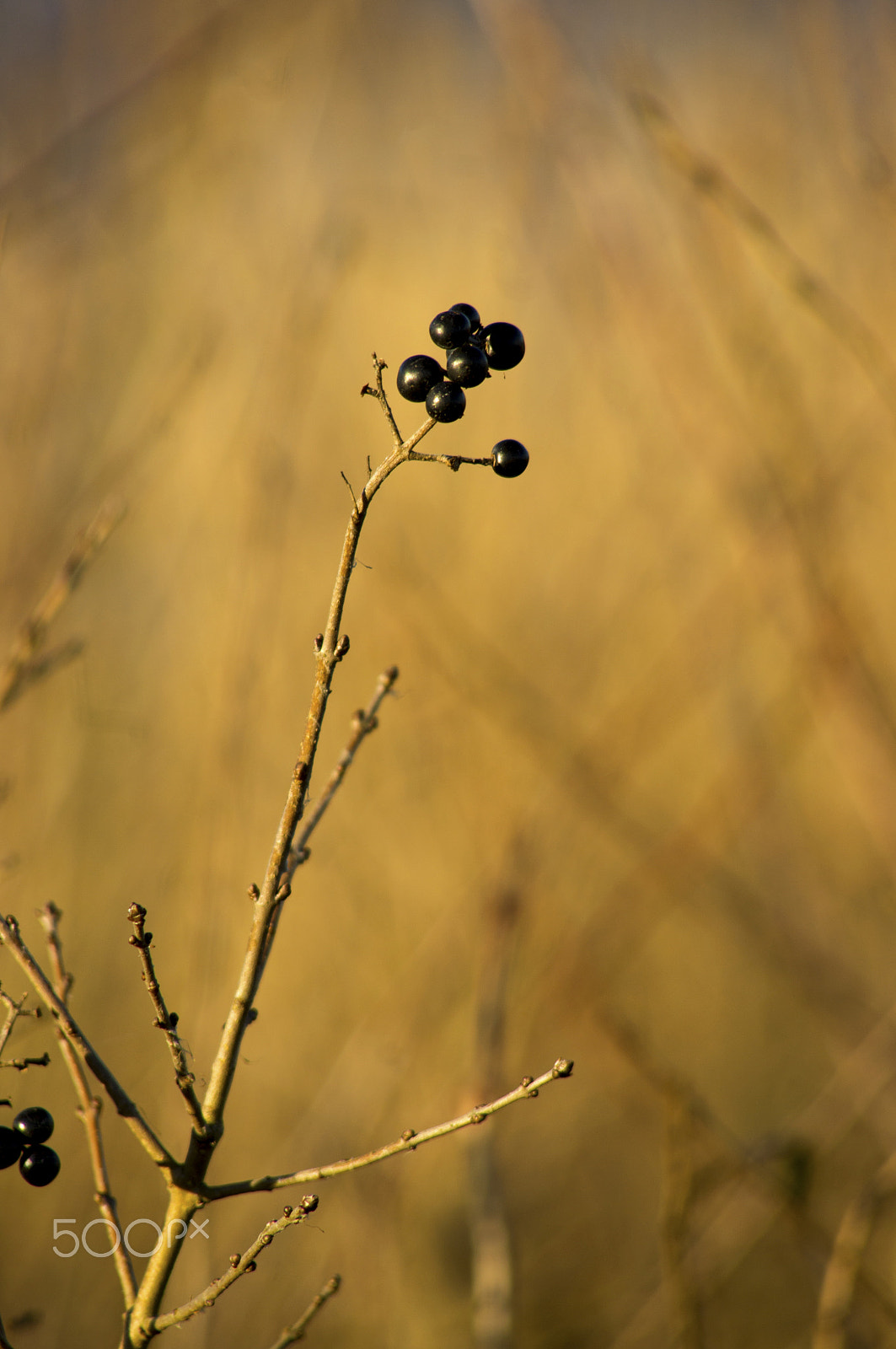 Minolta AF 100-200mm F4.5 sample photo. Privet between birches photography