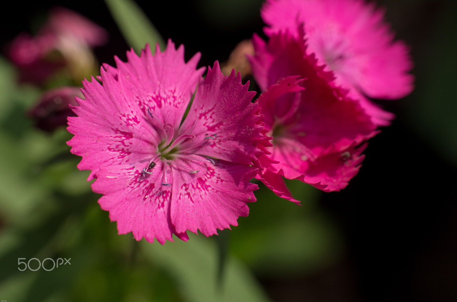 smc PENTAX-F 50mm F1.4 sample photo. The bug photography