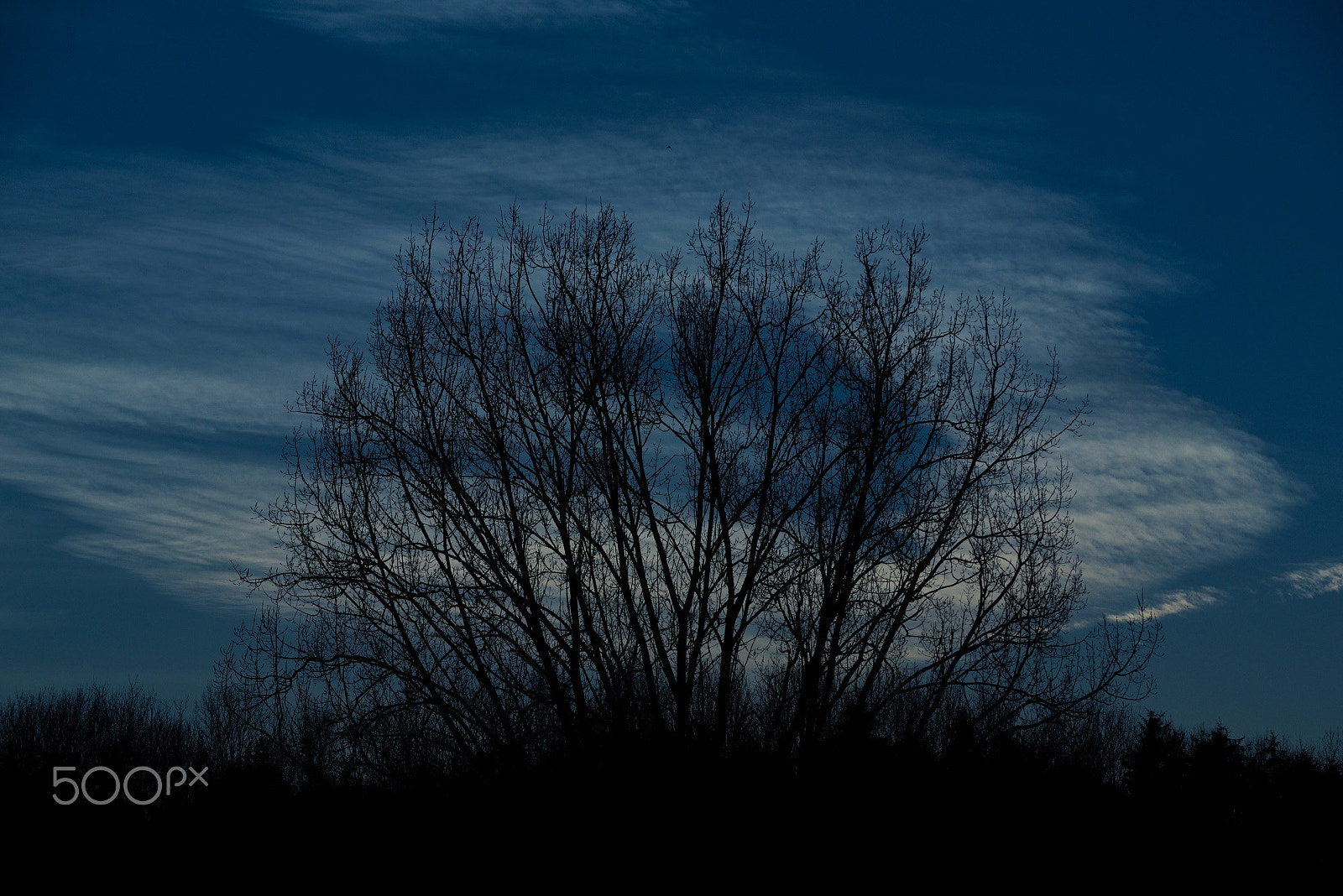 Sigma 70-200mm F2.8 EX DG OS HSM sample photo. Blue tree photography