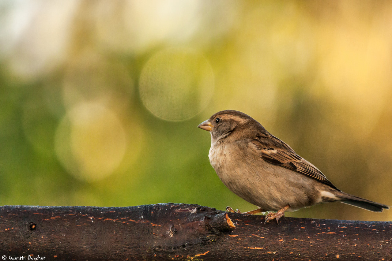 Canon EF 100-400mm F4.5-5.6L IS USM sample photo. Moineau photography